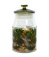 Set de 3 pots en verre botanique 12x12x23.5cm