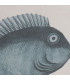Ocean and aquatic life wall art, set of decorative frames