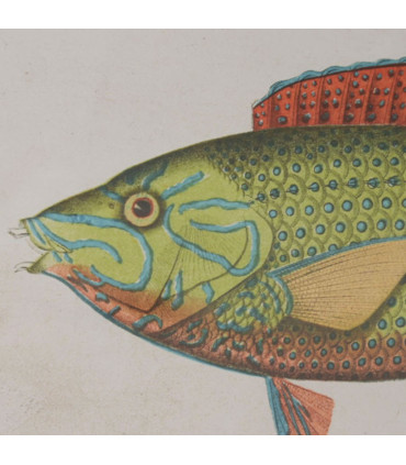 Set de 6 cadres décoratifs bambou poissons 60x2x45cm