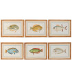 Set of 6 wall frames fishes 60x2x45cm