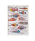 Set of 2 wall frames fishes 50x70cm
