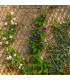 Wooden extensible lattice - 180x60x0.5cm