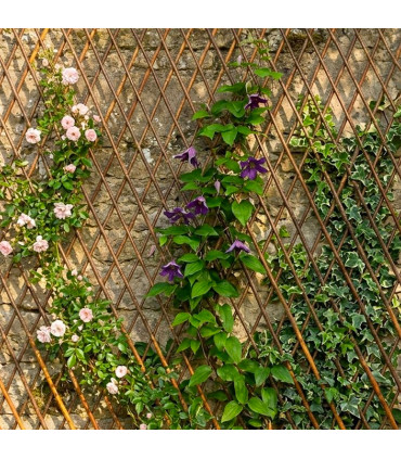 Wooden extensible lattice - 180x60x0.5cm